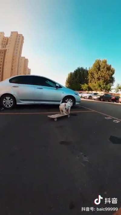 Cabbage the skateboarding Frenchie