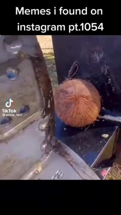 lucky coconut not really lucky