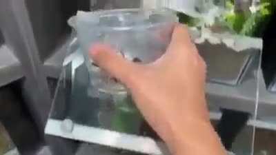 suprise