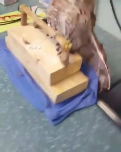 Birb