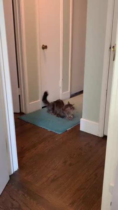 Case yells at the hallway greebles. I think we have a major infestation.