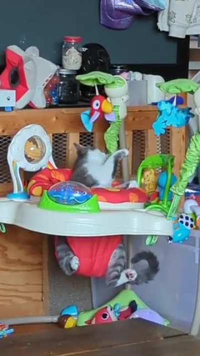 My kitten uses the bouncer more than my kid. His name is Meep and does this on his own...even at 3 a.m.
