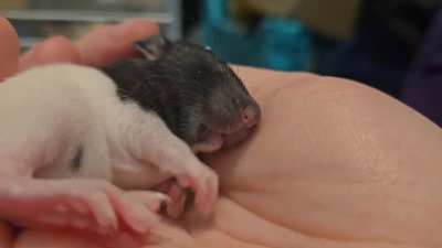 LilGrabbies