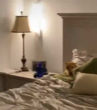 Get off the bed!