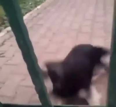 AAAA