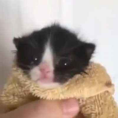 Waaa