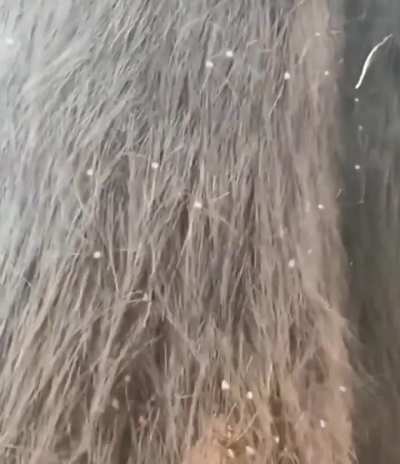 The 