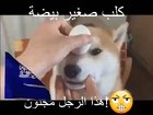 البيض والكلب. أنا أحب الأكل الطباشير! 🤫