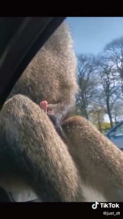 Mono cochino