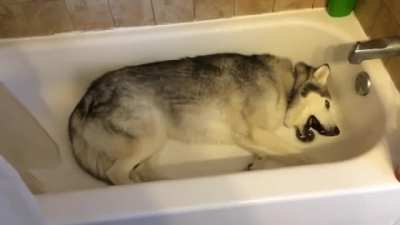 Stubborn Husky throws hilarious temper tantrum