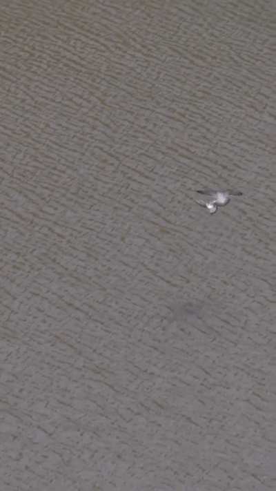 Peregrine Falcon hunts down a Pigeon