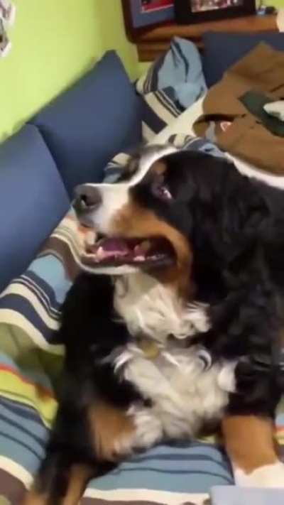 Dog spots a deer