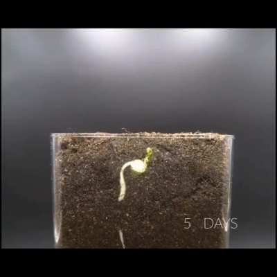 Plant life is intelligent. Change my mind.