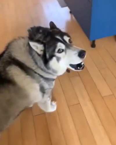 Just your normal Husky tantrum
