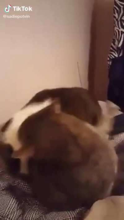 The betrayal