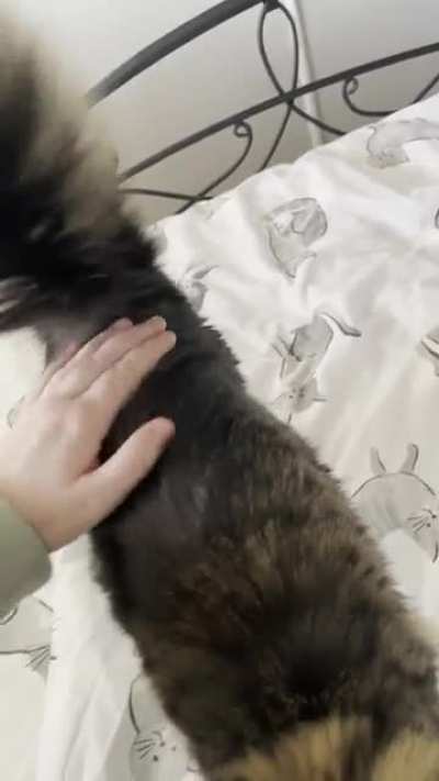 Fluffy bongos
