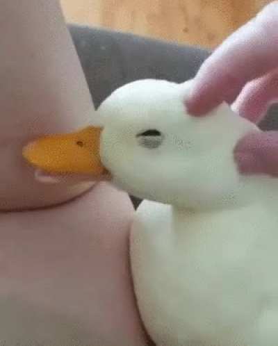 smooth d u c c