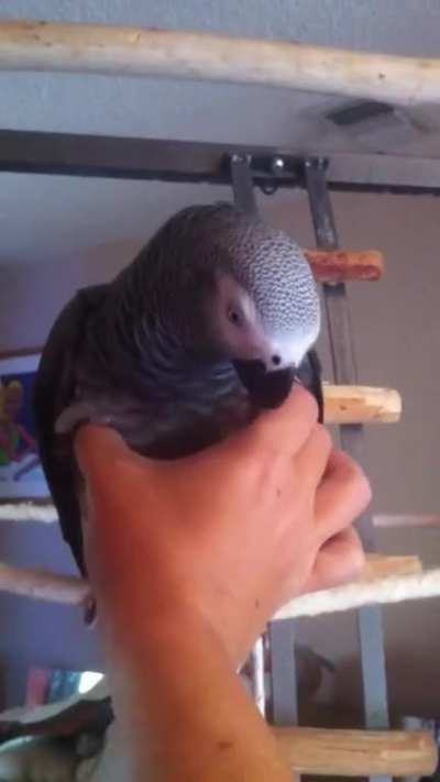 This African gray is jealous of the duck toy.