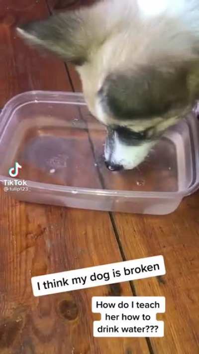 Puppy doesn’t know how to drink water 😂