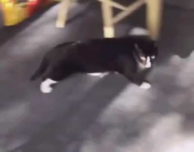 Purrfection