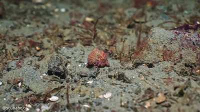 🐙 A little ruby octopus on a solo adventure across the sand [OC]