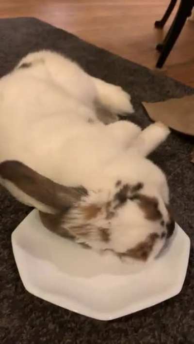 Big flop after eating a salad 🥺
