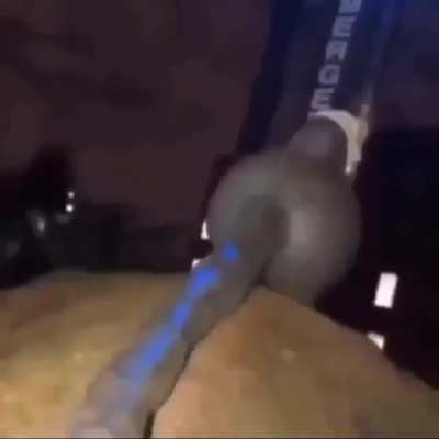 The rat balls