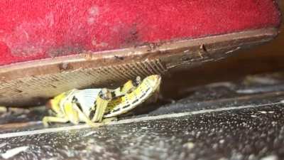 Hopper crush