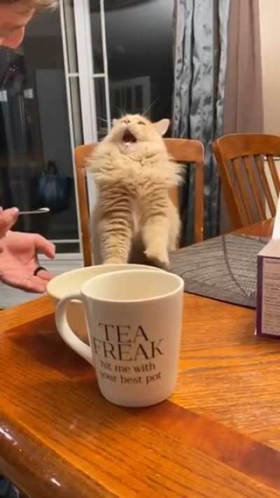 Cat tries some ice-cream