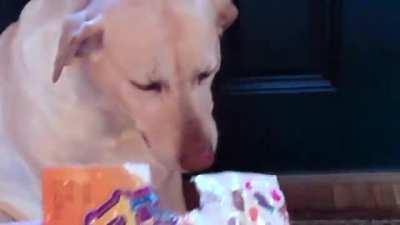 How have I not seen bad boy Denver the OG Guilty Dog here?