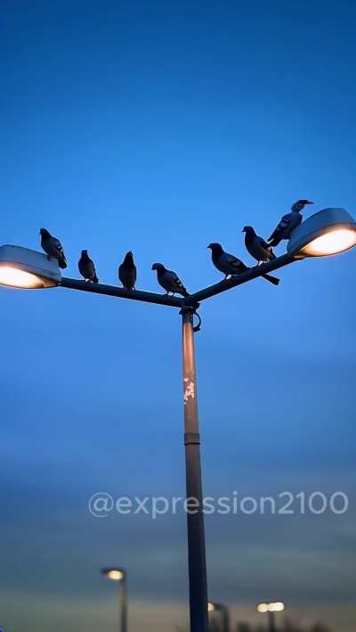 'Birds'