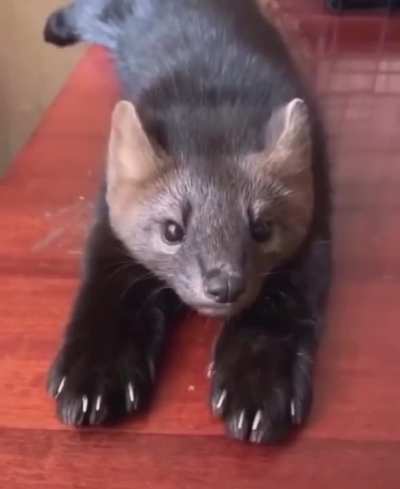 Good boi, Sable!