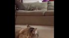 Perfectly cat scream