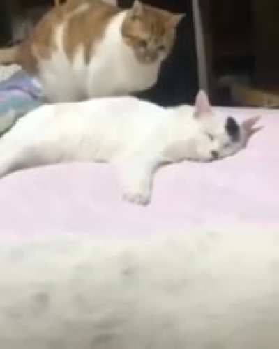 You won't sleep, not on my watch