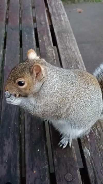 Going to London and see the squirrels gives me so much joy ! (Sorry for the accent btw)