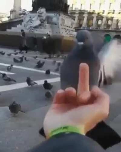 Feeding the birds
