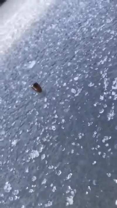 Bullet spinning on ice