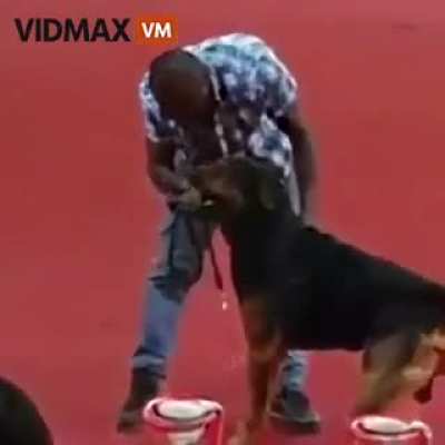 Dog not so well trained.
