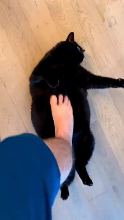 In another life, I was a rug 😻