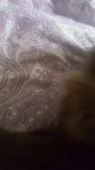 Tried to record my cat snoring, got this instead