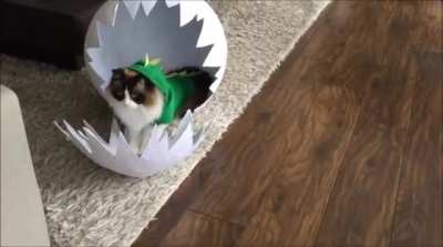 Jurassic Puss