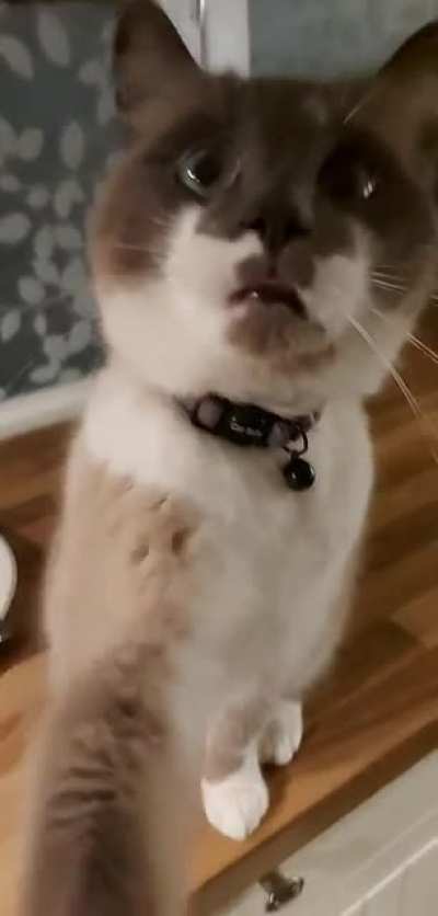 My cat always grabs my arm when he wants some food