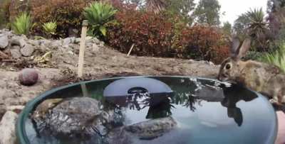 One day in the life of the fountain