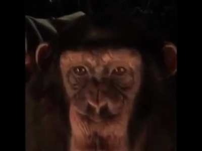 Joe Rogan at an IDW dinner party and does his ape impression