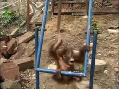 Tadinho do macaco 😭