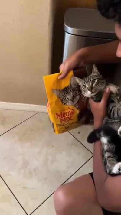 Purrfect