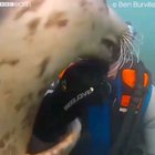 Sea dogs.