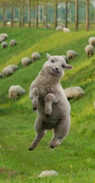Sheep