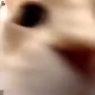 sem ideia p titulo