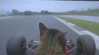 Cat Driver